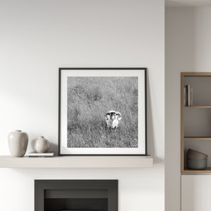 An English meadow ram stands quietly amid grass in a square monochrome photograph.