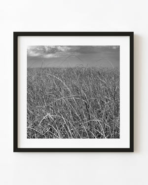 Tall Everglades grasses beneath a cloudy sky in black and white.