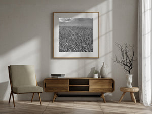 Monochrome view of tall wetland grasses stretching toward the horizon.
