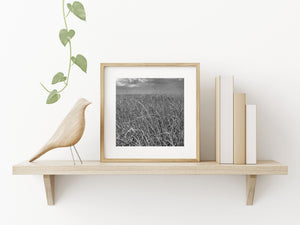 Florida Everglades grassland with tangled stems and textured clouds.