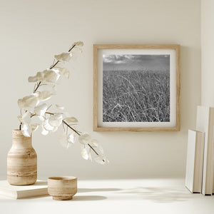 Fine grass blades fill a black and white Everglades landscape.