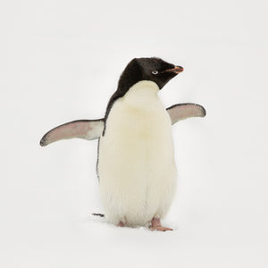 Young Gentoo penguin with outstretched flippers in fresh Antarctic snow