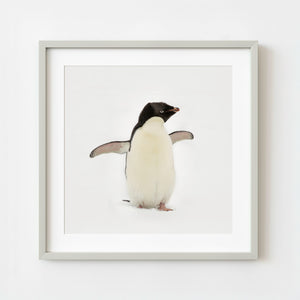Gentoo penguin standing upright on snowy ground in Antarctica