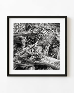 Black and white photograph of fallen logs and tangled branches on a forest floor.