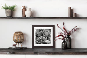 A dense tangle of fallen tree trunks and branches photographed in black and white.
