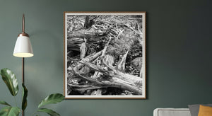 Monochrome woodland photograph highlighting rough logs and intricate branch patterns.