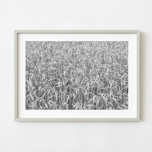 Black and white wheat field wall art