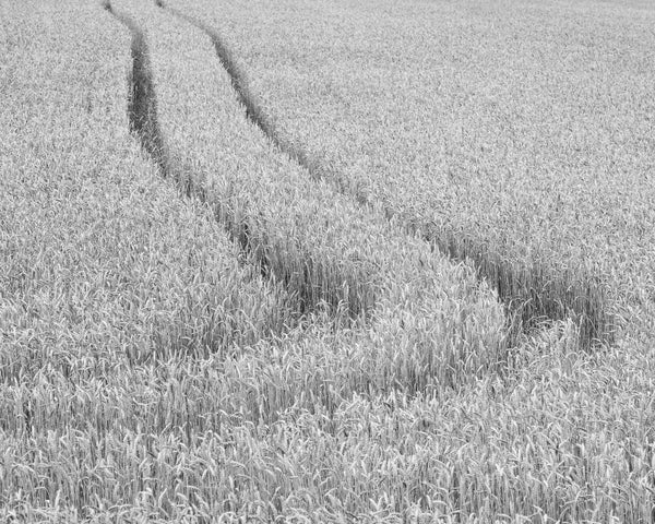 Fine art wheat field landscape