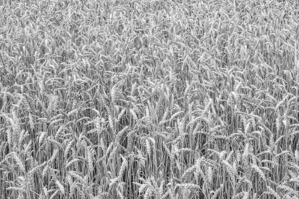 Minimalist nature wall art field of wheat