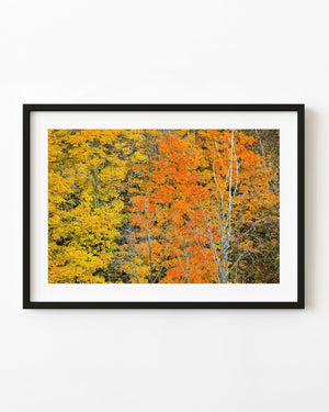 Orange and golden autumn leaves surround pale tree trunks in an Ontario woodland.