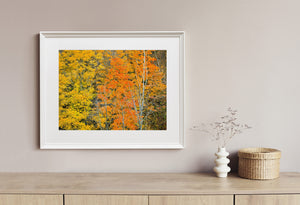Fiery orange foliage contrasts with golden leaves and light tree trunks.