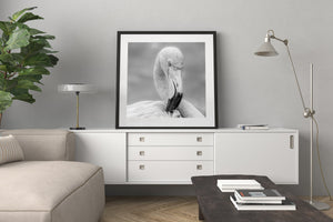 Fine feather detail surrounds a flamingo’s head in a square monochrome photograph.