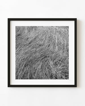 Flattened grass forms flowing curves and dense fine lines in a black and white nature photograph.