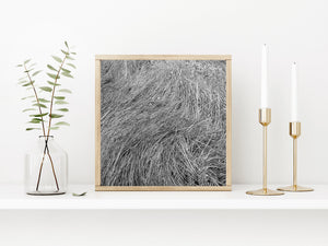 Flattened stems form layered arcs and fine textures in black and white.