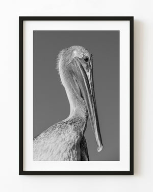 Black and white close-up of a Florida Keys pelican with a dark eye, fine feathers and a long curved bill.