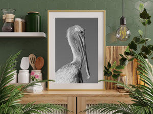 A hooked bill tip and layered feathers stand out in a black and white pelican photograph.