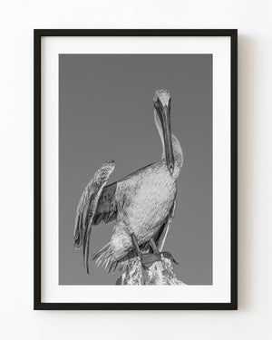 A Florida Keys pelican perches on a weathered stump with one wing partly open in black and white.