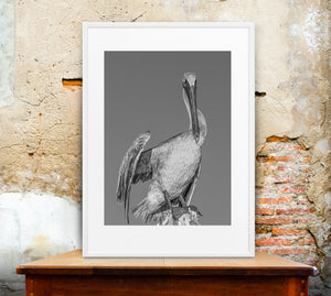 Black and white Florida Keys wildlife photograph of a pelican with a curved neck and long bill.