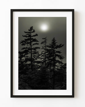 Evergreen trees stand in dark silhouette beneath a pale sun glowing through fog in Haliburton, Ontario.
