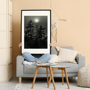 A quiet Ontario forest scene with evergreen silhouettes beneath a veiled sun.