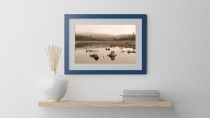 Real swamp landscape photography