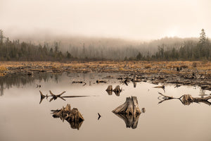 Dead trees in flooded beaver pond print
