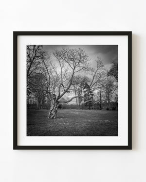 A gnarled tree spreads bare branches across a cloudy sky in the French countryside