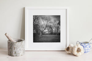Zwart-witte plattelandsboom