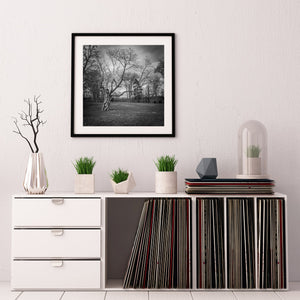 Boom met gedraaide takken zwart en wit