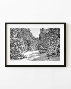 Fresh snow blankets a quiet forest trail between evergreens in Haliburton, Ontario, in black and white