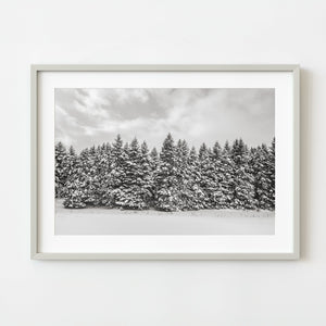 Snow covered pine trees in Haliburton forest after fresh snowfall