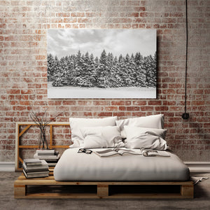 Still and quiet snowy forest captured in Canadian winter light