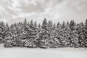 Fine art winter print of evergreens in soft overcast light