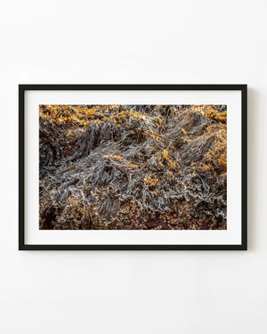 Frost outlines tangled seaweed in golden light on Acadia’s rocky shore