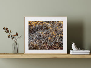 Pale icy outlines contrast with brown seaweed in a detailed coastal photograph