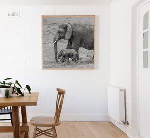 Serengeti elephant pair walking side by side