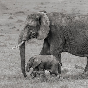 Mother elephant walking with baby across grassland
