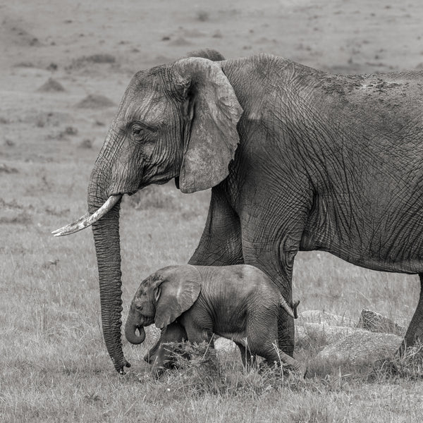 Gentle Giants Mother Elephant with Her Calf in the Serengeti | Photo Art Print fine art photographic print