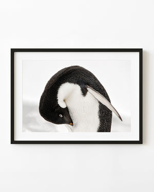 A gentoo penguin bends its head to groom its white chest in a close-up Antarctic photograph