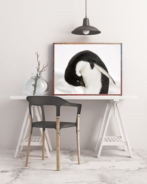Close-up wildlife photograph of a penguin preening against a pale snowy background