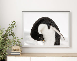 A curved penguin pose reveals patterned black feathers and a white underside