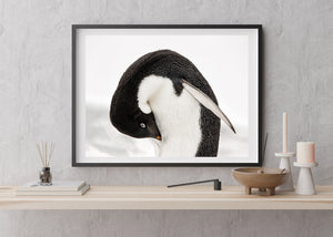 A gentoo penguin tucks its bill into its chest feathers on the Antarctic Peninsula