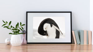 Detailed colour photograph of a grooming gentoo penguin with its flipper folded along its body