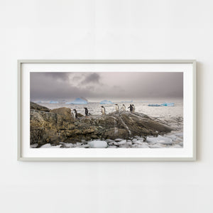 Gentoo Penguins in a row walking on a rock | Photo Art Print fine art photographic print