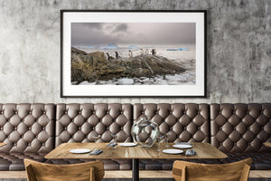 Snow and ice surrounding penguins in polar scene