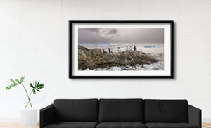 Gentoo penguins on coastal wilderness shoreline