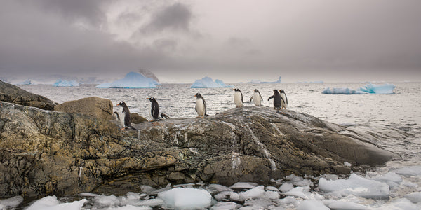 Gentoo Penguins in a row walking on a rock | Photo Art Print fine art photographic print
