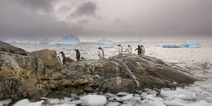 Line of penguins in icy Antarctic landscape