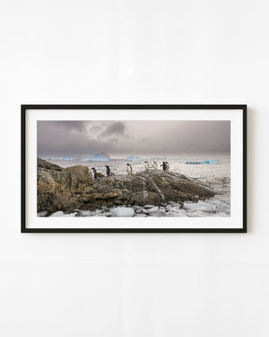 Gentoo penguins stand on Antarctic shoreline rock with blue icebergs beneath a cloudy sky