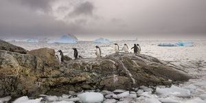 Ligne de pingouins dans un paysage glacé de l'Antarctique